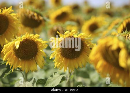 Vista da vicino in un campo di girasoli Foto Stock
