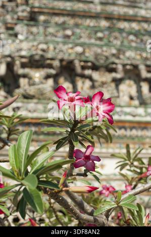 Fiore tropicale rosa Adenium chiamato rosa del deserto a Wat Arun o Tempio dell'Alba. Tradizionale architettura buddista tailandese a Bangkok, Thailandia Foto Stock