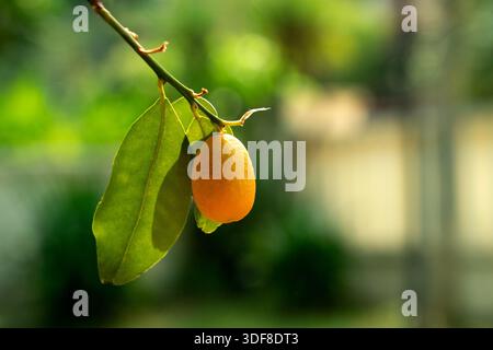 Primo piano di un kumquat d'arancia fresco che matura su un ramo verde con luce solare naturale e brillante. Foto Stock