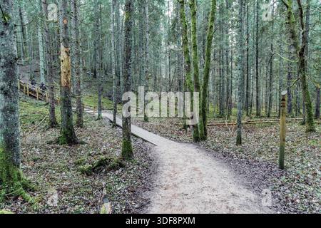 Un sentiero in legno e scale che conducono attraverso una lussureggiante foresta di conifere. Concetto di escursioni, attività ricreative all'aperto e stile di vita sano. Foto Stock