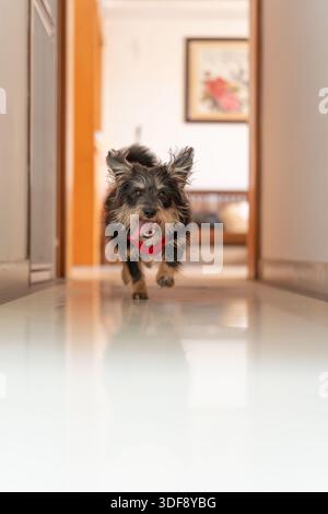 Grazioso Yorkshire Terrier Puppy su sfondo nero seduto nello Studio Foto Stock