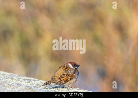 Passero eurasiatico che poggia sul legno Foto Stock
