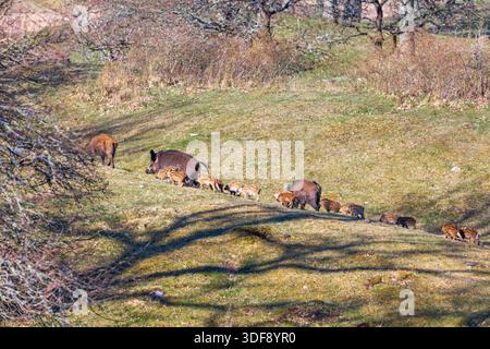 Cinghiali con giovani suinetti nel paesaggio prato Foto Stock