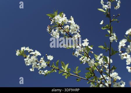 Fiori di colore bianco sulla sakura rami contro lo sfondo di un luminoso cielo blu Foto Stock