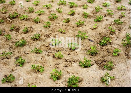 L agricoltura biologica dello sfondo. Giovani piante che crescono in suolo fertile lungo le rive dei fiumi in Asia del sud-est Foto Stock
