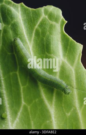 Green Caterpillar strisciando su una foglia di cavolo Foto Stock