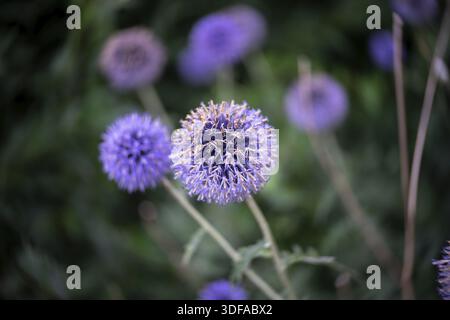 Fiori di Echinops sphaerocephalus. Primo piano. Obiettivo Art. Turbolenza bokeh. Concentrati sul centro Foto Stock