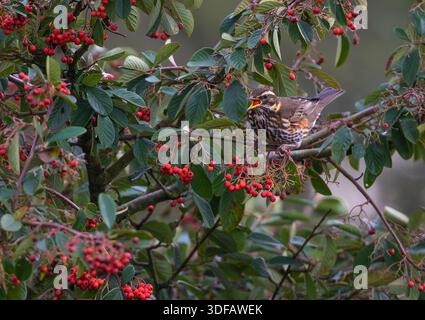 Un RedwingTurdus iliacus che si nutre di bacche da giardino, North Norfolk, Regno Unito Foto Stock