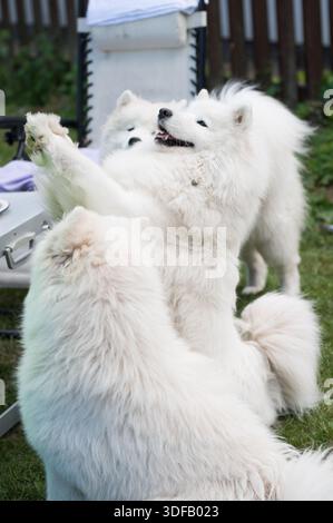 Il cane Samoyed chiede un regalo. Foto Stock