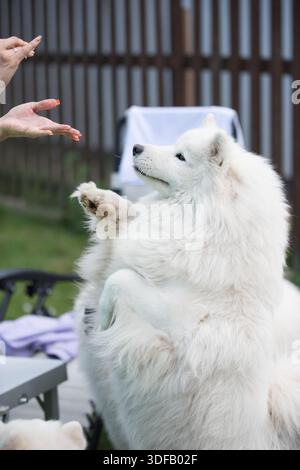 Il cane Samoyed chiede un regalo. Foto Stock