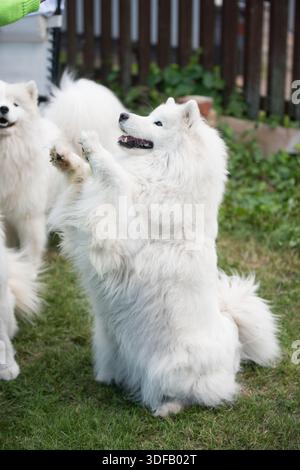 Il cane Samoyed chiede un regalo. Foto Stock