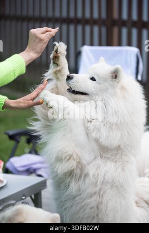 Il cane Samoyed chiede un regalo. Foto Stock