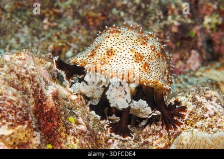 An adult Graeff’s sea cucumber, Pearsonothuria graeffei, formerly classified as Bohadschia graeffei, is shown actively feeding on the reef floor with Foto Stock