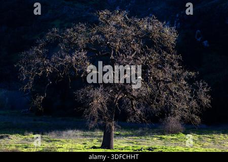 Una quercia solitaria della valle (Quercus lobata) sorge in una prateria aperta, retroilluminata dalla luce del tardo pomeriggio nel Malibu Creek State Park, California. Foto Stock
