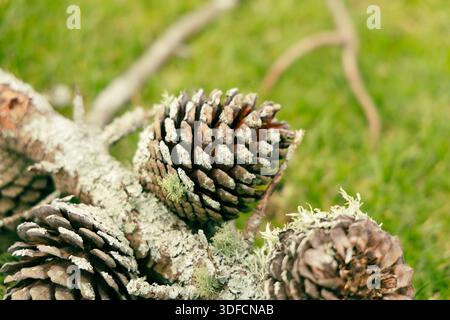 Il lichene ha coperto i coni di pino Fallen Branch Foto Stock