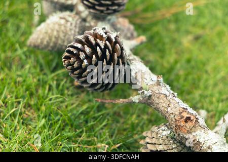 Coni di pino attaccati ramo coperto di Lichen Foto Stock