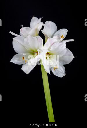 Un bellissimo fiore bianco di amaryllis fotografato su un semplice sfondo nero Foto Stock