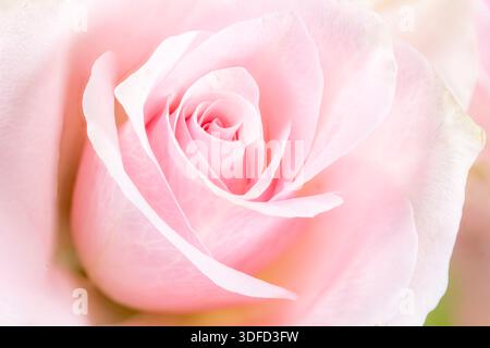 Primo piano di un delicato fiore rosa pallido Foto Stock