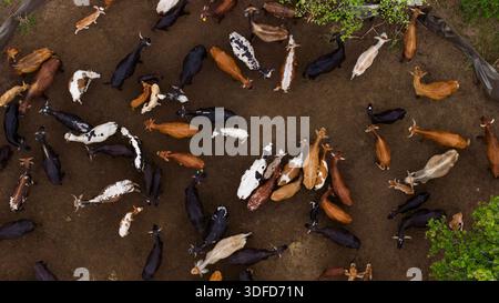 Veduta aerea di un grande raduno di capre con strati contrastanti di nero, marrone e bianco, annidato tra gli alberi, Ponta do Ouro, Mozambico. Foto Stock
