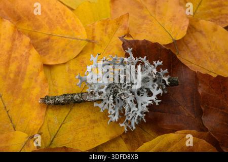 Muschio d'Islanda su fondo di foglie essiccate Foto Stock