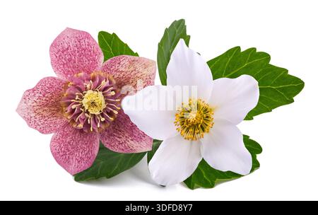 Fiori di Hellebore rossi e bianchi isolati su bianco Foto Stock