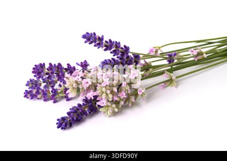 Lavanda fiori mazzetto isolati su sfondo bianco Foto Stock