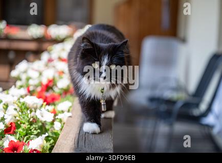 Gatto soffice bianco e nero che cammina lungo la ringhiera del balcone con fiori colorati nella soleggiata luce estiva Foto Stock