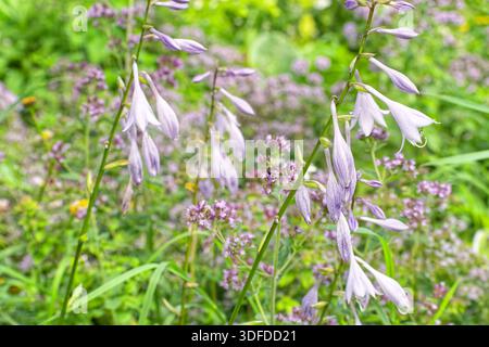 Vista ravvicinata dei fiori viola di hosta (Hosta plantaginea, o giglio di piantagione) in fiore nei giorni estivi più luminosi. Foto Stock