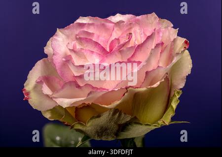 Rosa e crema bicolore Rose Blossom su sfondo viola Foto Stock