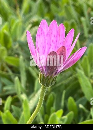 Primo piano di un fiore di Osteospermum chiuso Foto Stock