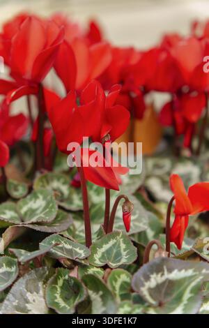 Ronda, malaga, spagna fiori di ciclamino rosso che mostrano petali vibranti e intricate foglie variegate, che crescono lussureggianti in un giardino naturale Foto Stock