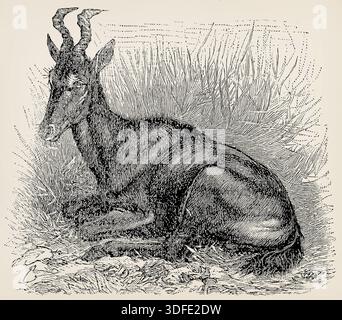 L'alcelafo (Alcelaphus buselaphus). Illustrazione stilizzata antica Foto Stock