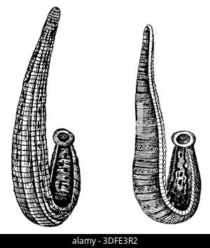 Hirudo Medicalis. Illustrazione del XIX secolo. Germania. Sfondo bianco Foto Stock