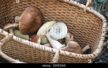 In una radura nel bosco grande cesto di vimini con una varietà di funghi forestali raccolti Foto Stock
