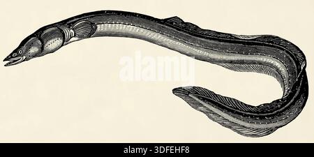 Il pesce d'acqua dolce - anguilla europea (Anguilla anguilla). Illustrazione stilizzata antica Foto Stock