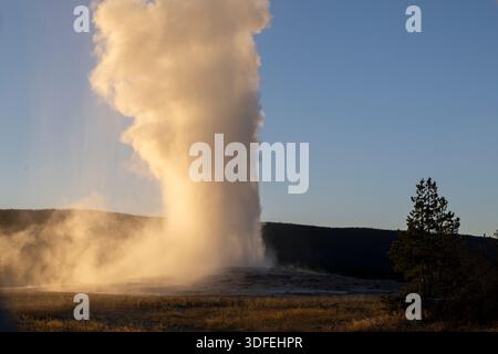 Old Faithful erutta mentre il sole tramonta in una splendida giornata di metà ottobre nel parco nazionale di Yellowstone, Wyoming. Foto Stock