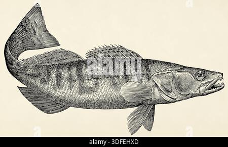 Il pesce d'acqua dolce - zander (Sander lucioperca). Illustrazione stilizzata antica Foto Stock