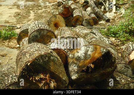 un mucchio di tronchi di legno appena tagliati Foto Stock