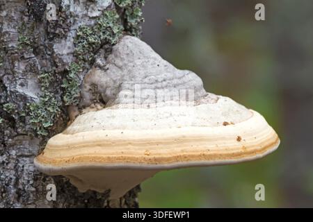 Sul tronco di betulla, coperto di muschio che cresce grande chaga di funghi bianchi Foto Stock