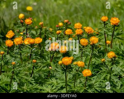 Trollius asiaticus, fiorito in primavera, con vivaci fiori d'arancio, fogliame verde e steli scuri. Lussureggianti fiori golosi asiatici che creano un vivace giardino naturale Foto Stock