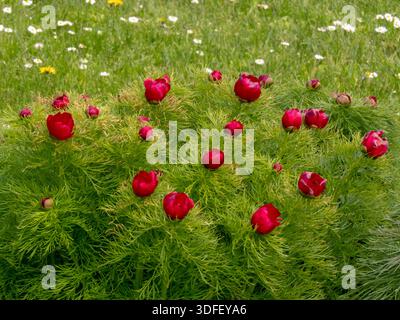 Fiori rossi accesi di paeonia tenuifolia, nota anche come peonia di steppa o peonia di foglie di felce con delicate foglie di piume. Raro fiore ornamentale primaverile Foto Stock