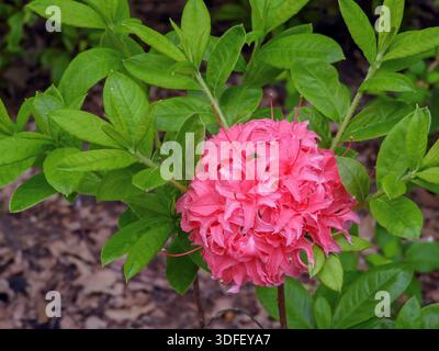Capriata a forma di sfera di un'azalea decidua rosa in piena fioritura. Arbusto ornamentale primaverile con densa vegetazione floreale, ideale per giardini, giardini, giardini Foto Stock
