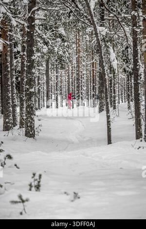 La vista di una persona in un cappotto rosso brillante attraversa una foresta piena di neve, il terreno bianco che contrasta con i tronchi di alberi scuri, Rovaniemi, Lapponia, F. Foto Stock