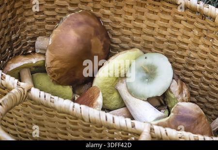 In una radura nel bosco grande cesto di vimini con una varietà di funghi forestali raccolti Foto Stock