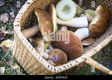 In una radura nel bosco grande cesto di vimini con una varietà di funghi forestali raccolti Foto Stock