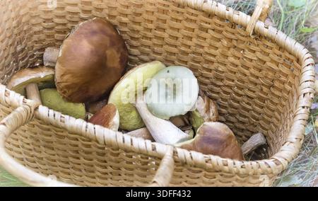 In una radura nel bosco grande cesto di vimini con una varietà di funghi forestali raccolti Foto Stock
