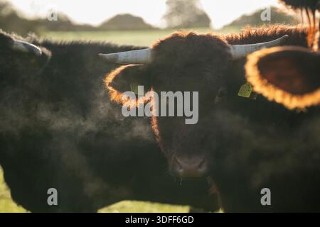 Bullo con corna rossa rubino Devon in mandria mista in campo, respiro retroilluminato, Somerset, Inghilterra, Regno Unito, autunno. Foto Stock