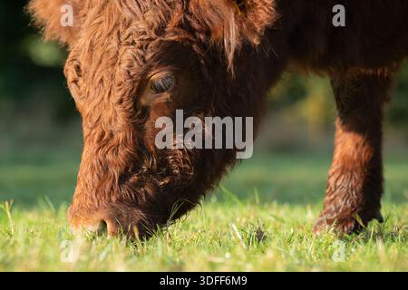 La giovenca polled rosso Devon pascolava in un campo da primo piano, Somerset, Inghilterra, Regno Unito, autunno. Foto Stock