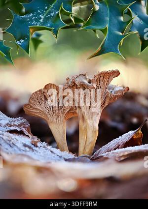 Canterelle invernali ricoperte di gelo, Cantharellus tubaeformis, funghi su un fondo di foresta invernale sotto le foglie di holly, Buckinghamshire, Regno Unito Foto Stock