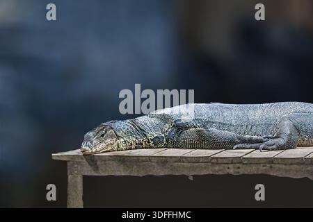 Un drago di Komodo steso su un tavolo Foto Stock
